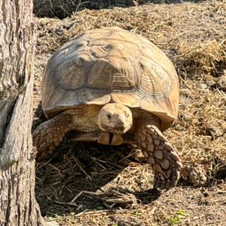 Flash the sulcata tortoise
