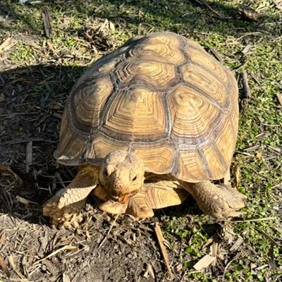 Turbo the sulcata tortoise